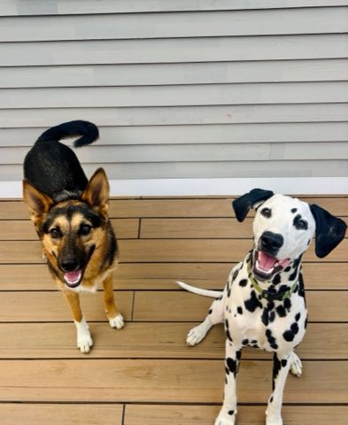 Nemo and Nelly waiting on the back steps