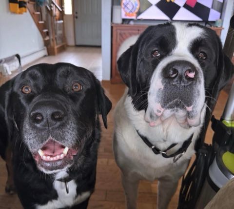Sox and Obi, two client dogs, looking up at the camera