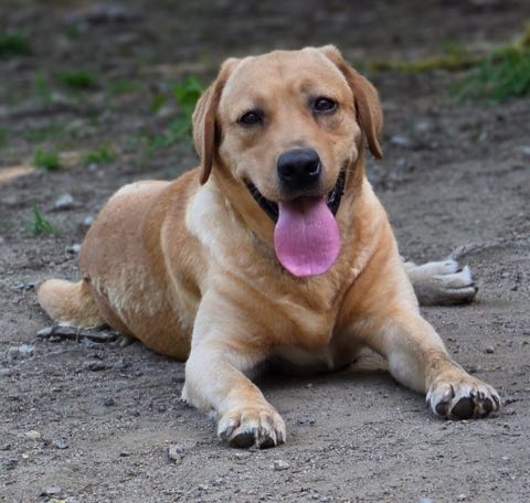 Zusko lying in the yard, tongue out